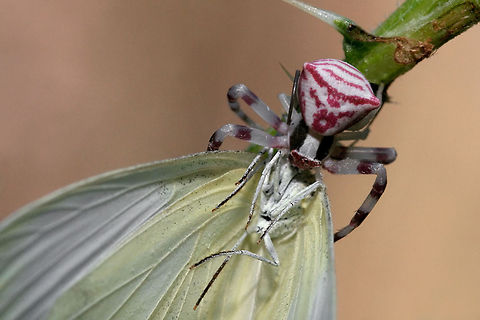 Crab spider feasts on a butterfly Crab spider (Thomisus onustus) enjoying a juicy green veined white (Pieris napi).... Araneae,Arthropoda,Butterfly,Insects,Rhopalocera,Thomisus onustus,invertebrates,spider