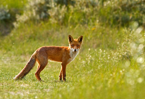 SummerFox Young male fox in the summer. Animal Kingdom,Carnivora,Fox,Mammals,vos,vulpes vulpes