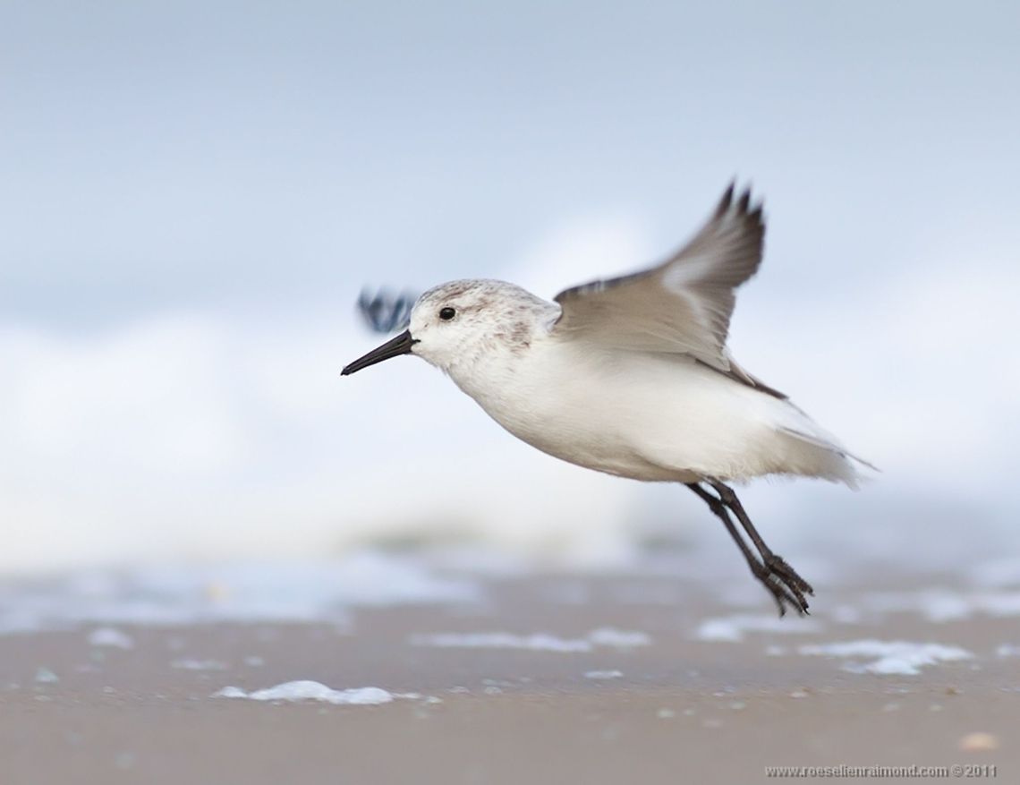 Sanderling, the big blue & the small white Sanderling in flight. Animal Kingdom,Aves,Birds,Calidris alba,Flight,sanderling
