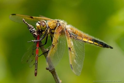Damselfly for Lunch Dragonfly devouring a damselfly. Dragonfly,Four Spotted chaser,Insects,Libellula quadrimaculata,Macro,Odonata