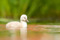 Mute swan serenity, one day old One day old cygnet. (mute swan) Animal Kingdom,Aves,Baby,birds,swan,water