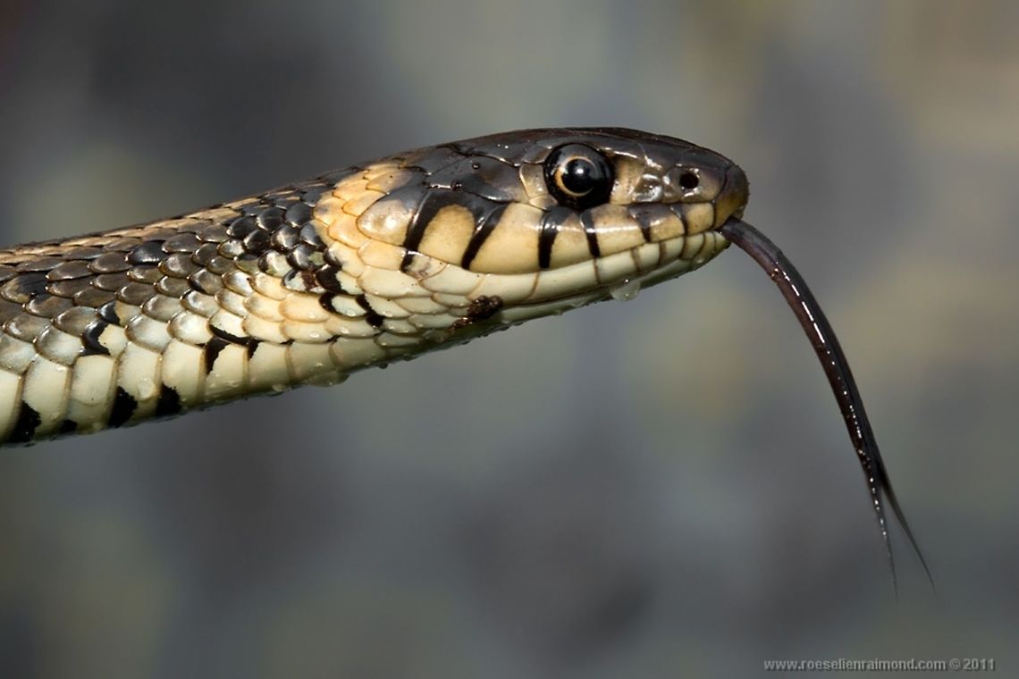 Grass snake head closeup Grass snake (natrix natrix) Animal Kingdom,Grass Snake,Natrix Natrix,Reptiles,Serpentes,Snakes