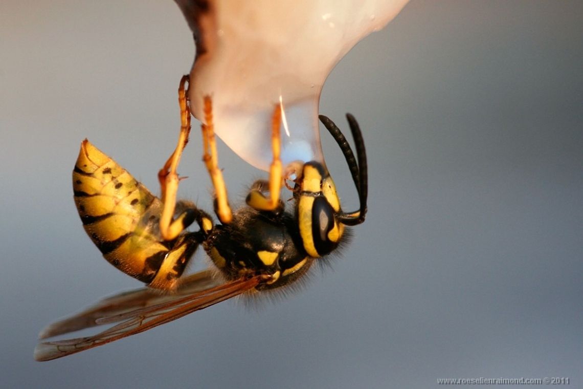Thirsty Wasp Thirsty wasp. Animal Kingdom,Hymenoptera,Vespula vulgaris,Wasp,insects,invertebrates,macro