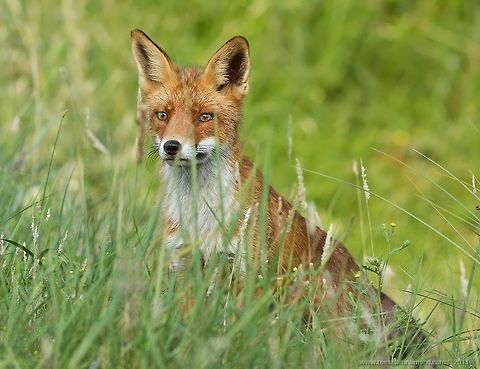 Fox, the hunter Fox focused on something tasty. Canidae,Carnivora,animal kingdom,fox,red fox,vos,vulpes vulpes