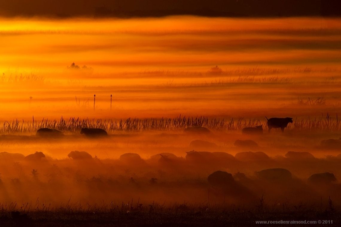 Foggy summer morning, the black sheep On a beautiful foggy summer morning.... Landscapes,fog,scenery,sheep,sunrise