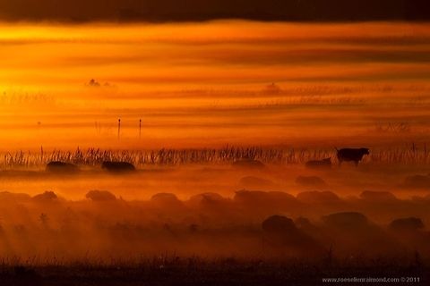 Foggy summer morning, the black sheep On a beautiful foggy summer morning.... Landscapes,fog,scenery,sheep,sunrise