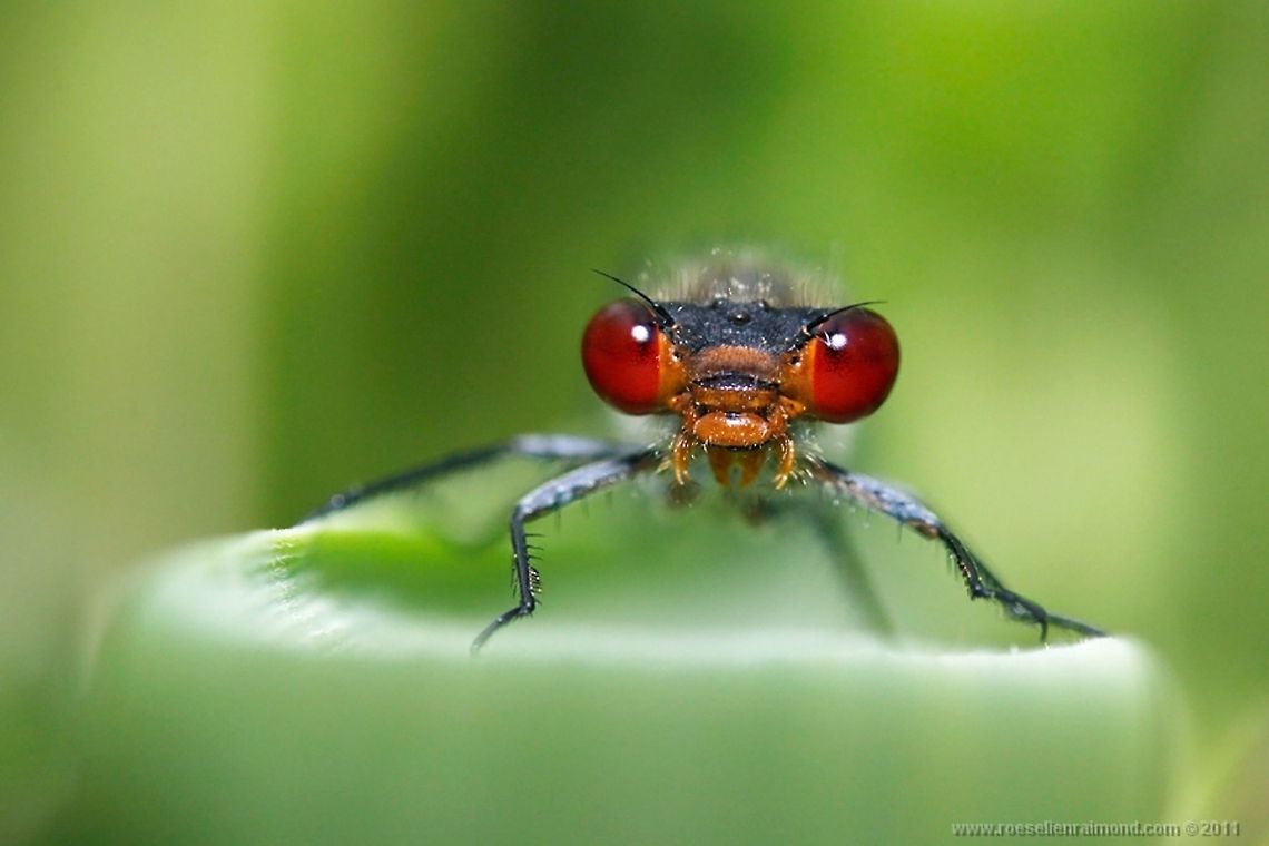 Small Red-eyed Damselfly stares in camera Small Red-eyed Damselfly fascinated by the photographer. Damselfly,Erythromma viridulum,Insects,Macro,Odonata,small red eyed damselfly