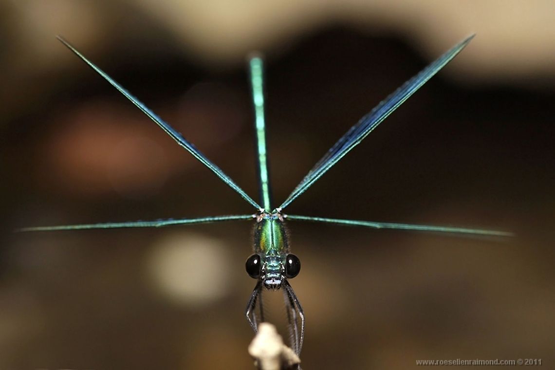 Banded demoiselle forms a star Banded demoiselle (Calopteryx splendens) doing an interesting pose. Banded Demoiselle,Calopteryx splendens,Insects,Macro,Odonata,damselfly