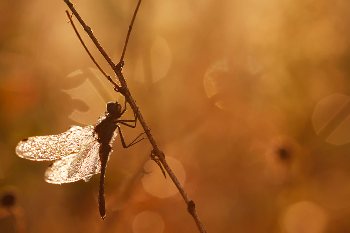 Early Morning Black Darter I felt like playing around with light &amp; mood.... Black Darter,Sympetrum danae,backlight,daronfly,dew,insect,macro,sunrise