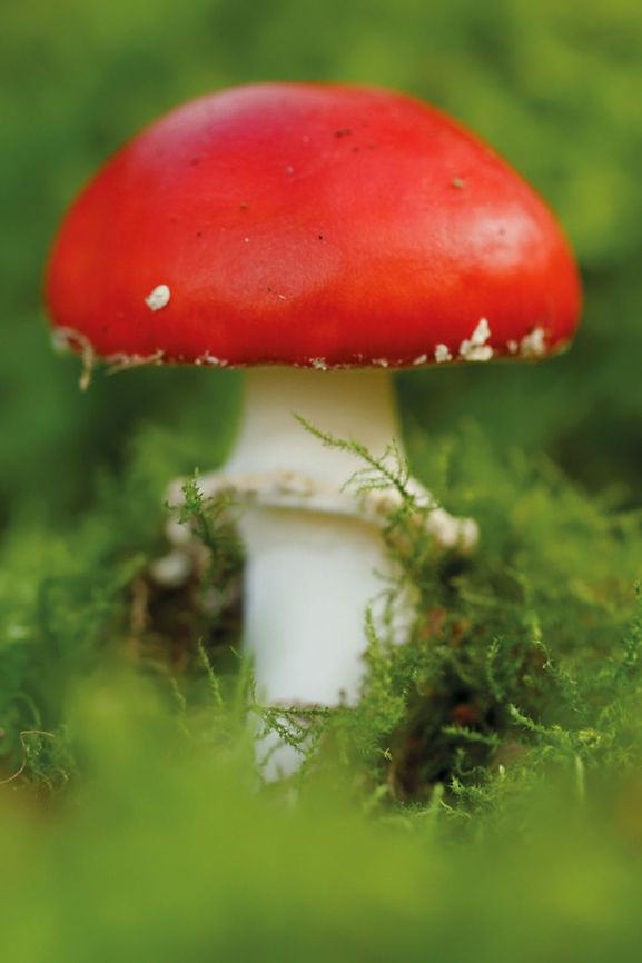 Amanita muscaria - Fly Agaric - Vliegenzwam Those gnomes again...they stole my dots! ;)<br />
 Amanita muscaria,Fly agaric,mushroom,vliegenzwam