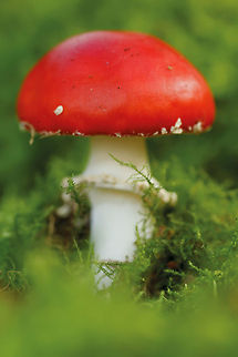Amanita muscaria - Fly Agaric - Vliegenzwam Those gnomes again...they stole my dots! ;)
 Amanita muscaria,Fly agaric,mushroom,vliegenzwam