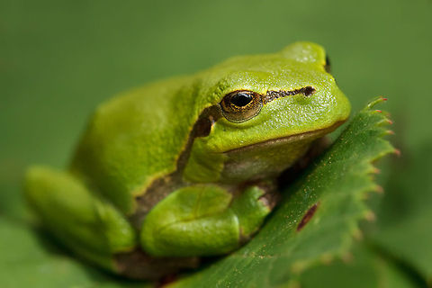 Treefrog Green frogs prefer green ;) Amphibians,European tree frog,Hyla arborea,frog