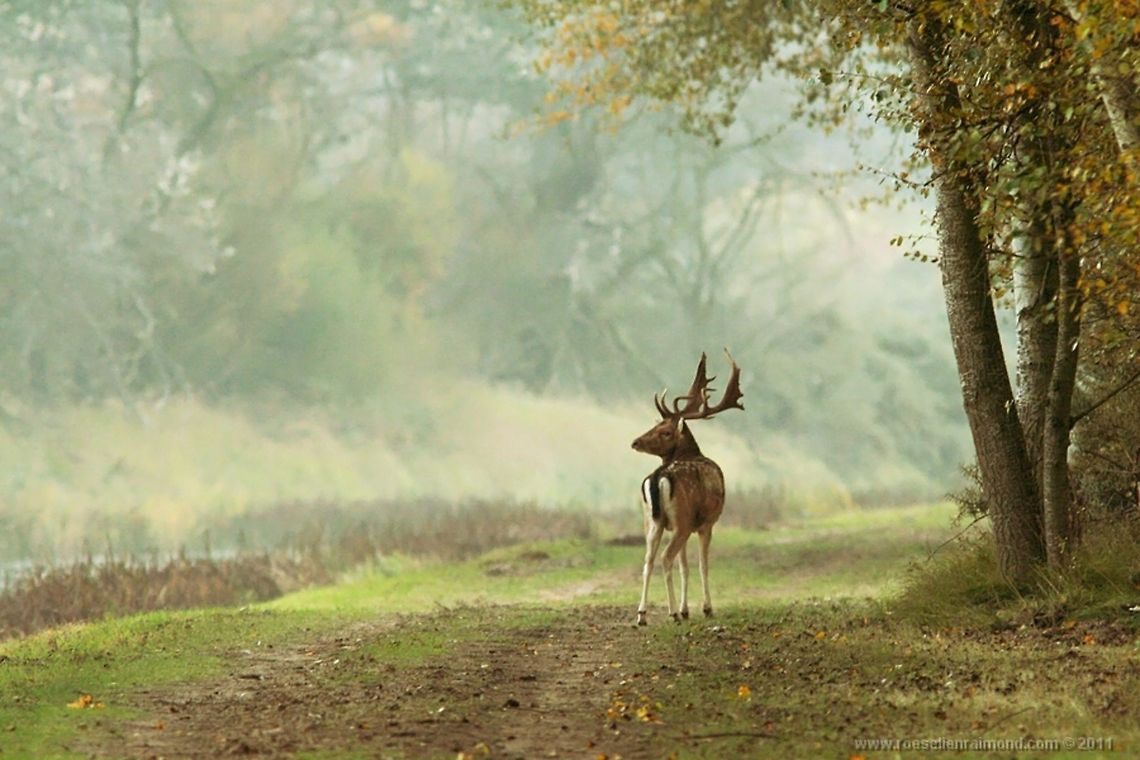 Lonely deer, it's oh so quiet.... After a very satisfying day of &#039;deer hunting&#039; (with Canons ;)) we finally had to go home before all the light was gone.<br />
Walking back we had this beautiful sight and although the photos isn&#039;t such high quality, I hope it can make you feel a little of the mysterious mood.....<br />
 Animal Kingdom,Mammals,dama dama,deer,fallow deer