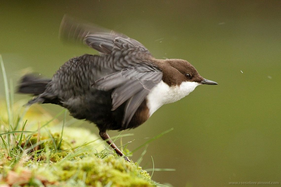 Dipper bird dipping A very rare bird in the Netherlands. (dipper -Cinclus cinclus) Animal Kingdom,birds,cinclus cinclus,dipper,waterspreeuw