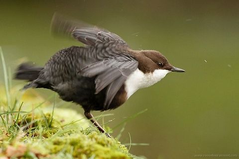 Dipper bird dipping A very rare bird in the Netherlands. (dipper -Cinclus cinclus) Animal Kingdom,birds,cinclus cinclus,dipper,waterspreeuw