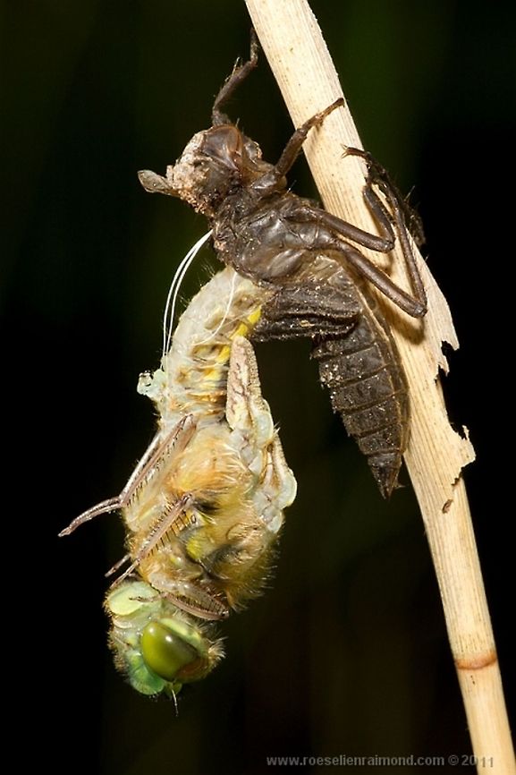 Four spotted chaser morpinh An emerging four spotted chaser (Libellula quadrimaculata) Dragonfly,Four Spotted chaser,Libellula quadrimaculata,insects,macro