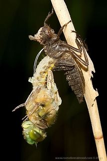 Four spotted chaser morpinh An emerging four spotted chaser (Libellula quadrimaculata) Dragonfly,Four Spotted chaser,Libellula quadrimaculata,insects,macro
