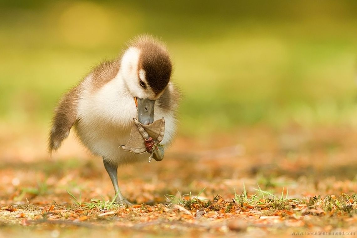 Egyptian Gosling, Small Chick Big Feet Egyptian Gosling (Alopochen aegyptiaca  ) cleaning its little paw. Alopochen aegyptiaca,Aves,Birds,Egyptian Gosling,goose,gosling
