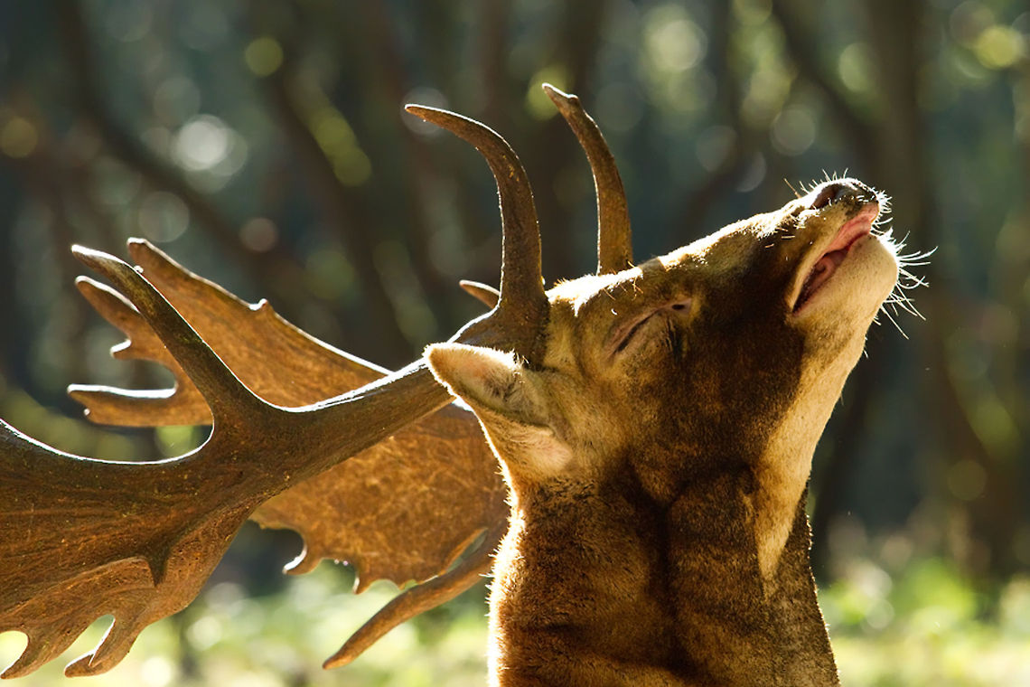 Deer sunkissed in the morning Fallow deer enjoying the first sun rays. Deer,Mammals,animal,dama dama,fallow deer