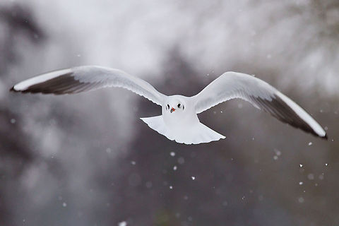 SnowGull Gull trying to fly in quite heavy weather. Animal Kingdom,Aves,birds,gull,snow,winter