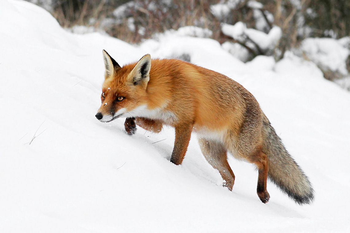 SnowFox Fox + snow = a perfect combination. Animal Kingdom,Carnivora,fox,snow,vos,vulpes vulpes