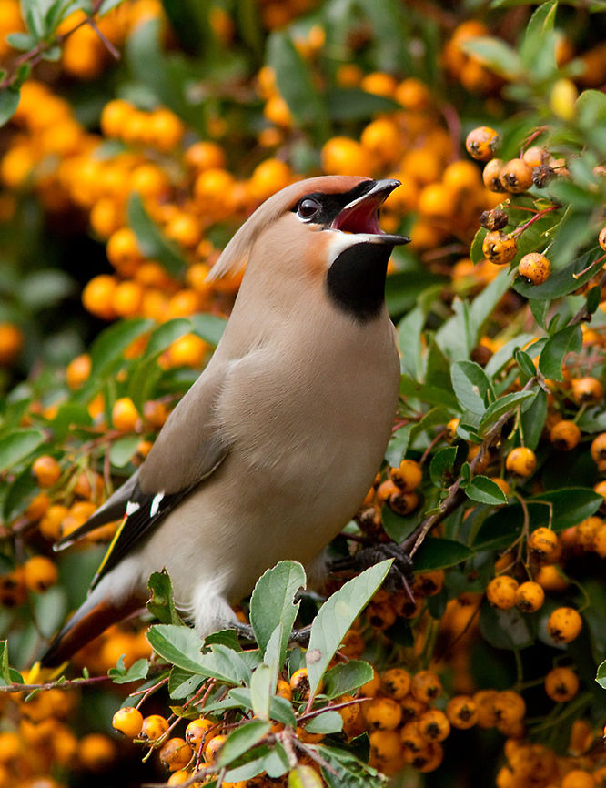 Waxwing on a Berry Feast Waxwing &amp; berries. Animal Kingdom,Birds,Bombycilla garrulus,bohemian waxwing,pestvogel
