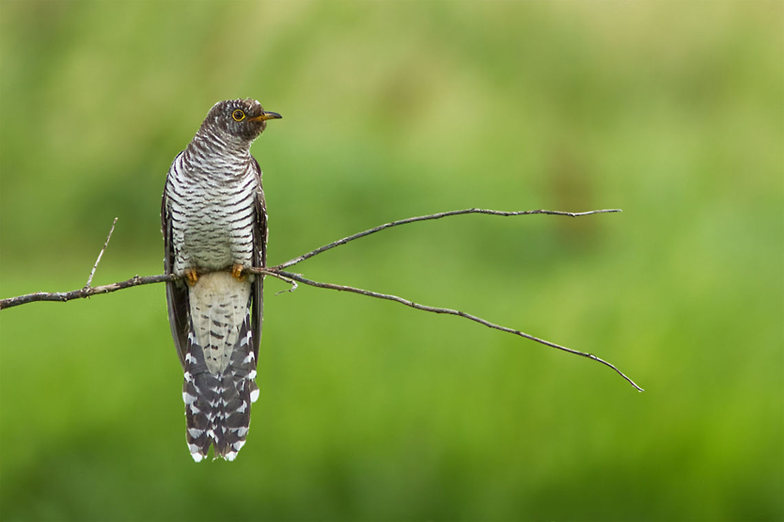 Cuckoo A rare and very elusive bird in my country.<br />
I was glad I got a chance I capture him/ her. Animal Kingdom,Cuculus canorus,birds,cuckkoo,koekoek