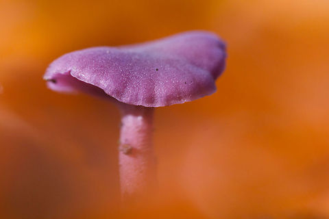 Forest Candy .:. Amethyst Deceiver  Amethyst Deceiver,Laccaria amethystina,mushroom,rodekool zwam