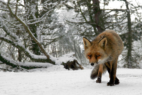 Snow fox Fox following a trail in the snow. Animal Kingdom,Canidae,Carnivora,fox,snow,vos,vulpes vulpes