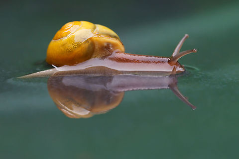 Snail Reflections Boy, are they fast ;) Gastropoda,Helix aspersa,Mollusca,macro,rain,reflections,snail,water