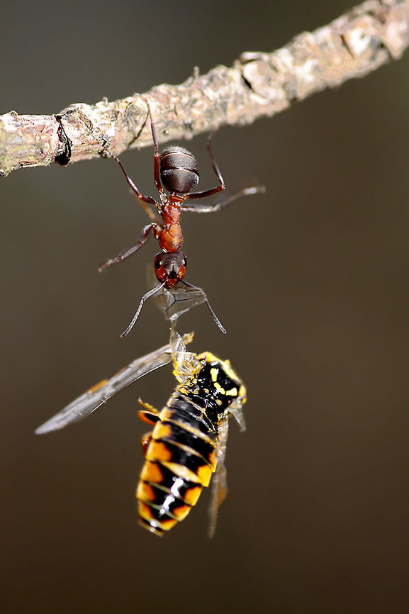 Ant hangs on to a bee Ant &amp; its huge prey. Bees,Formicidae,Hymenoptera,Insects,Macro,ants,invertebrates