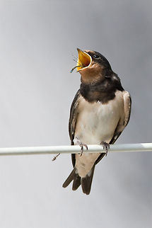 Barn swallows damselfly Baby barn swallow devouring a damslefly. Animal Kingdom,Hirundo rustica,barn swallow,birds,zwaluw