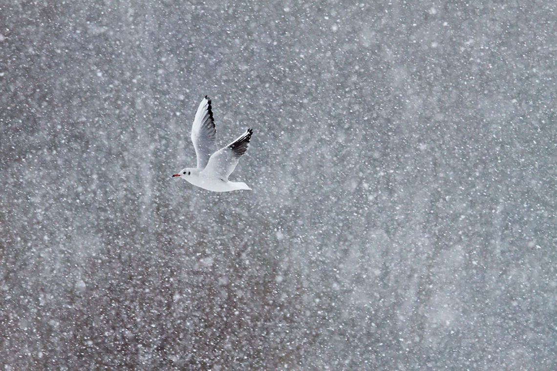 Gull in flight during a snow storm Gull in a snow storm Aves,Black-headed gull,Chroicocephalus ridibundus,Flight,birds,gull,meeuw,snow