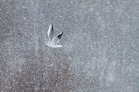 Gull in flight during a snow storm Gull in a snow storm Aves,Black-headed gull,Chroicocephalus ridibundus,Flight,birds,gull,meeuw,snow