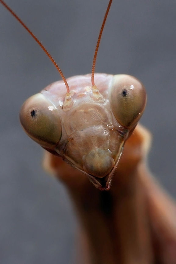 Mantis looking like E.T. Curious Mantis Animal Kingdom,Arthropoda,Insects,Macro,invertebrates,mantis