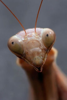 Mantis looking like E.T. Curious Mantis Animal Kingdom,Arthropoda,Insects,Macro,invertebrates,mantis