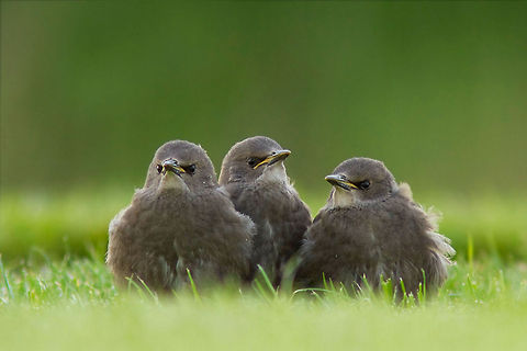 Baby stralings: three of a kind Three grumpy baby starlings ;) Birds,baby,spreeuw,starlings,sturnus vulgaris