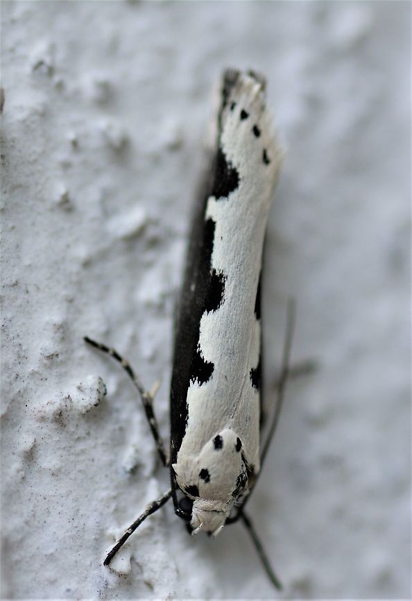Vipers Bugloss Moth - Ethmia bipunctella  Ethmia bipunctella