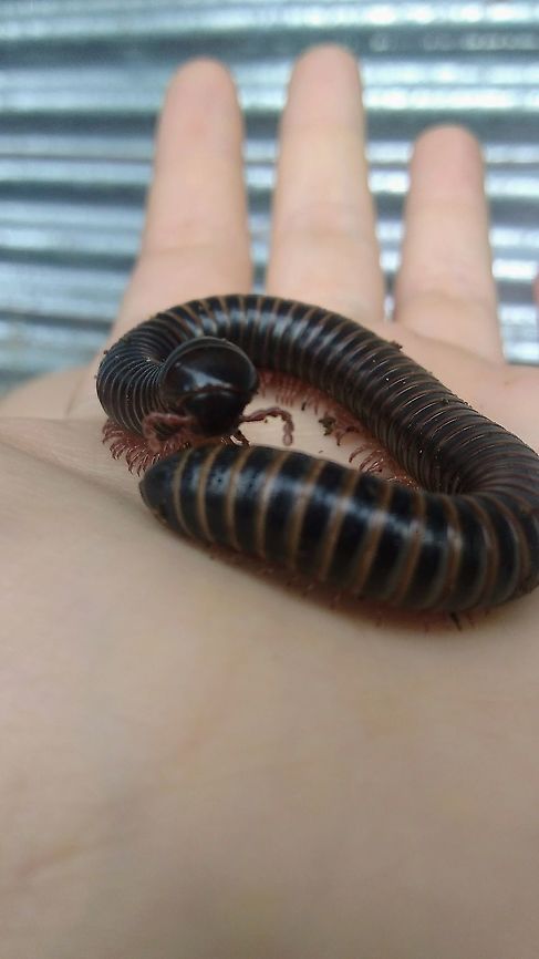 Mil pies Mil pies.<br />
G&eacute;nero: Telodeinopus.<br />
Familia: Spirostreptidae.<br />
Filo: Antropodos. <br />
Clase: Diplopoda. <br />