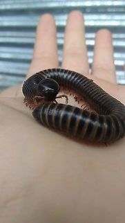 Mil pies Mil pies.
G&eacute;nero: Telodeinopus.
Familia: Spirostreptidae.
Filo: Antropodos. 
Clase: Diplopoda.