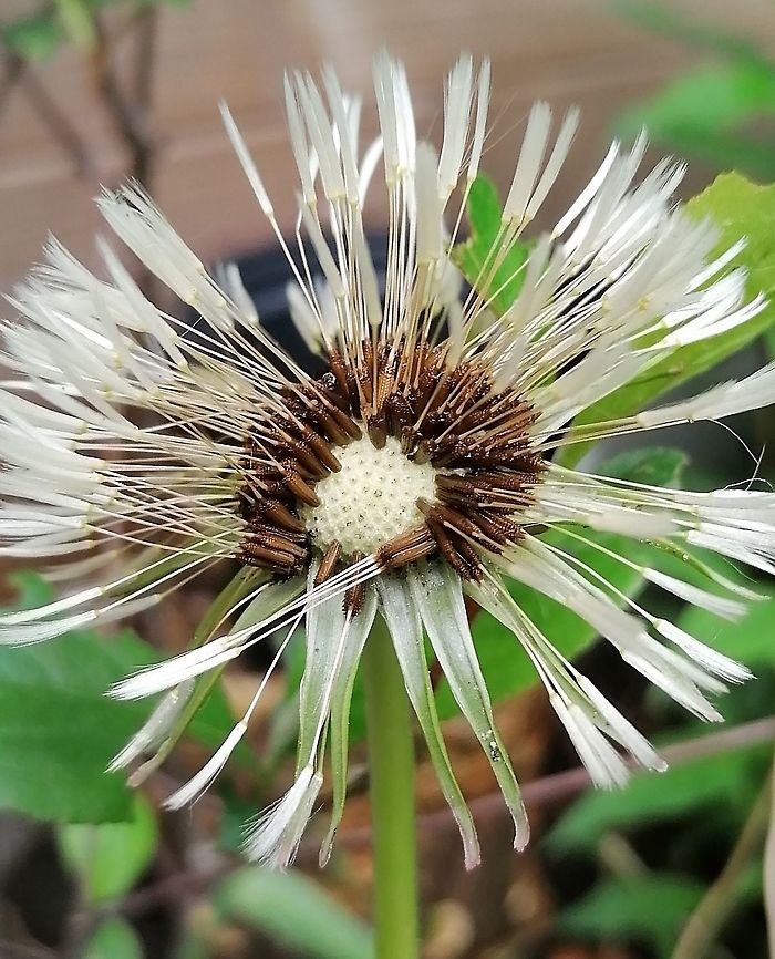 Taraxacum officinale Seed, after rain Common dandelion,Taraxacum officinale