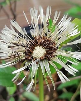 Taraxacum officinale Seed, after rain Common dandelion,Taraxacum officinale