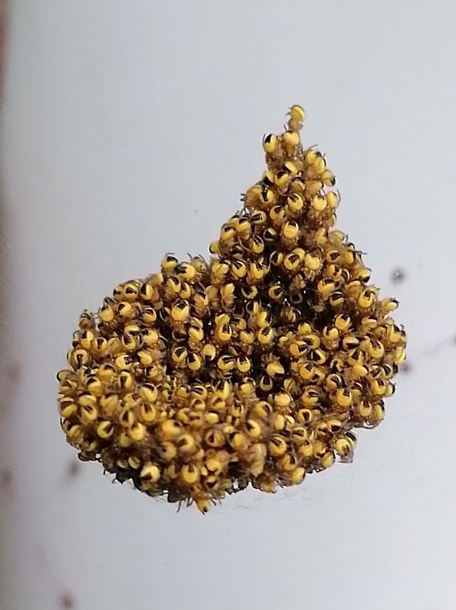 Newborn spiders in a bunch  Araneus diadematus,European garden spider