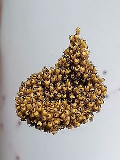 Newborn spiders in a bunch  Araneus diadematus,European garden spider