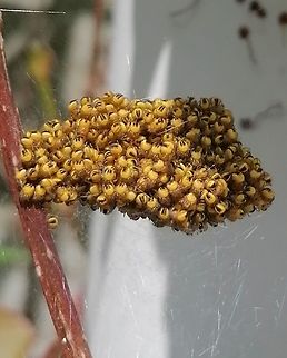 Newborn spiders in a bunch One day later Araneus diadematus,European garden spider