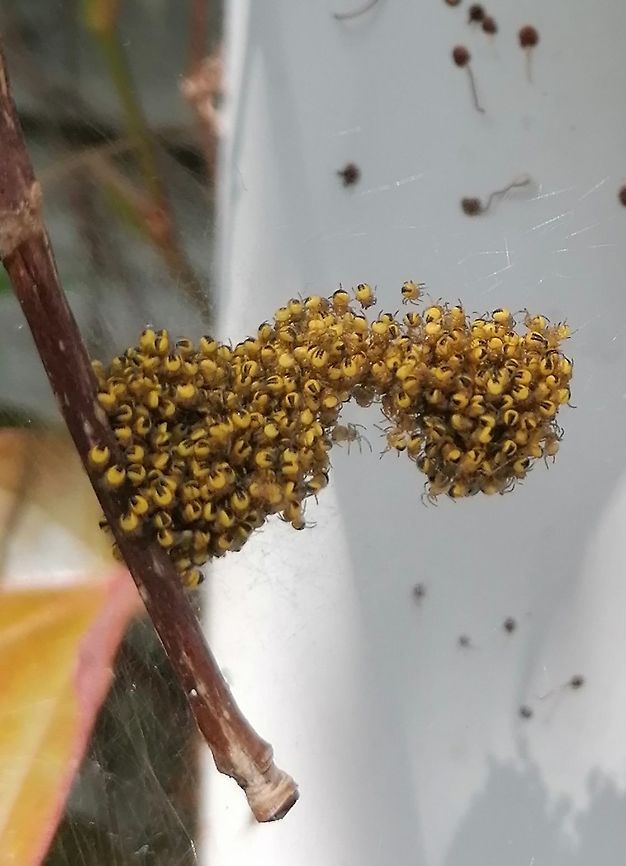 Newborn spiders in a bunch Two days later Araneus diadematus,European garden spider