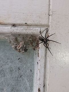 Spider in my shed Looks dangerous, is harmless  Dust Spider,Tegenaria atrica