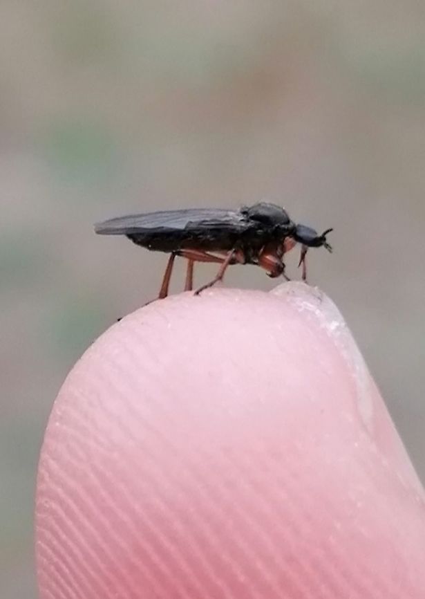 Little fly on my pinky