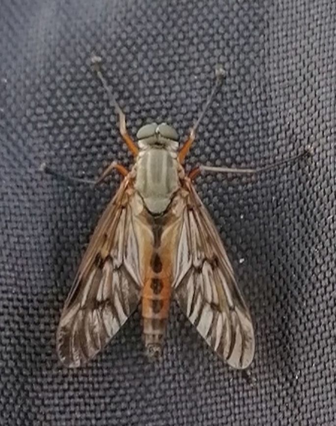 Fly landed on my bag  Downlooker snipefly,Rhagio scolopaceus