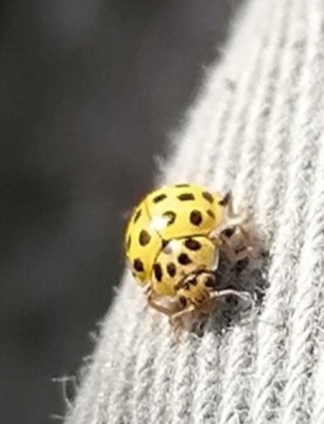 Lemonyellow ladybird  Psyllobora vigintiduopunctata,Twenty-two Spot Ladybird